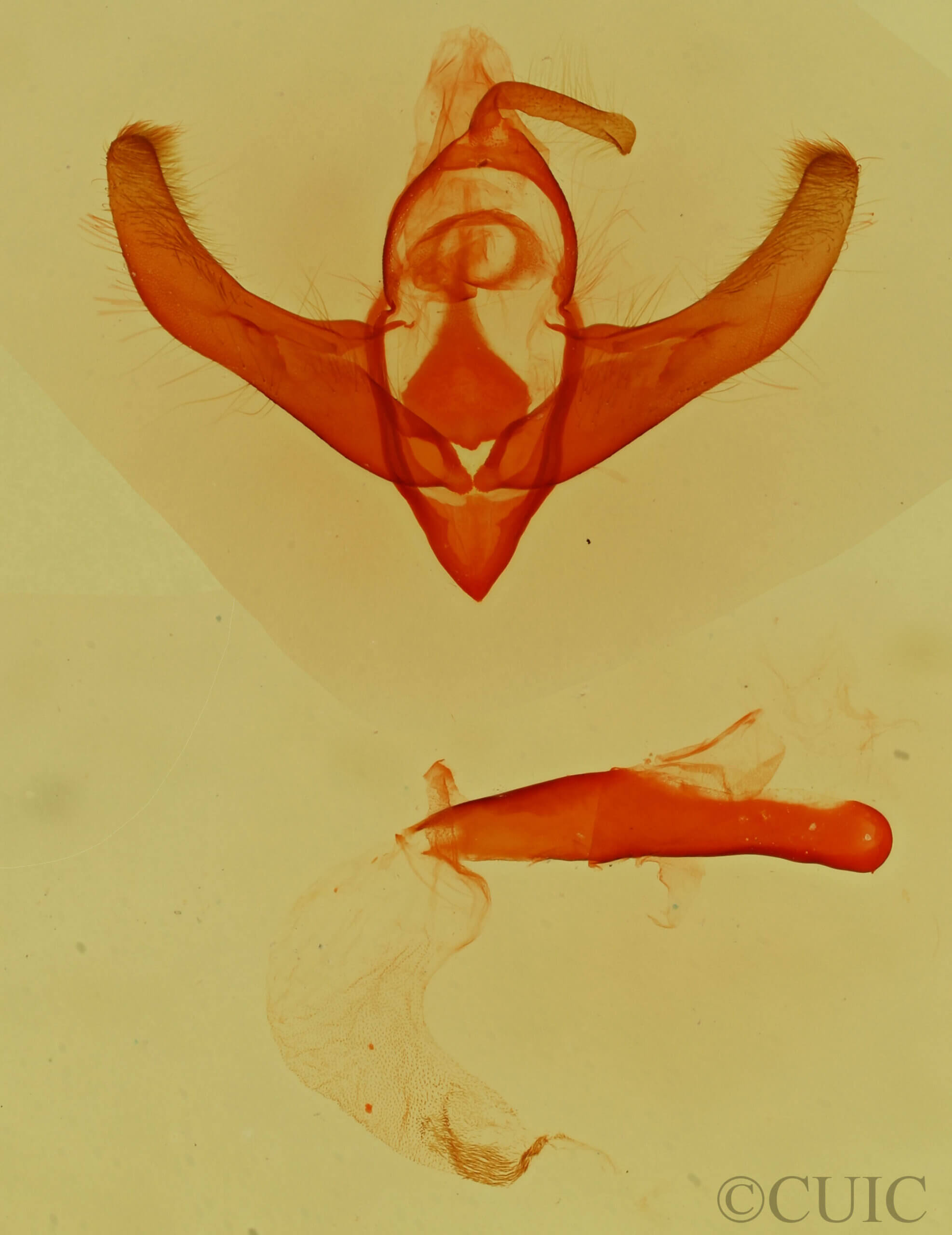 genitalia view of adult Cryphia sp.