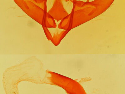 genitalia view of adult Cryphia olivacea ?