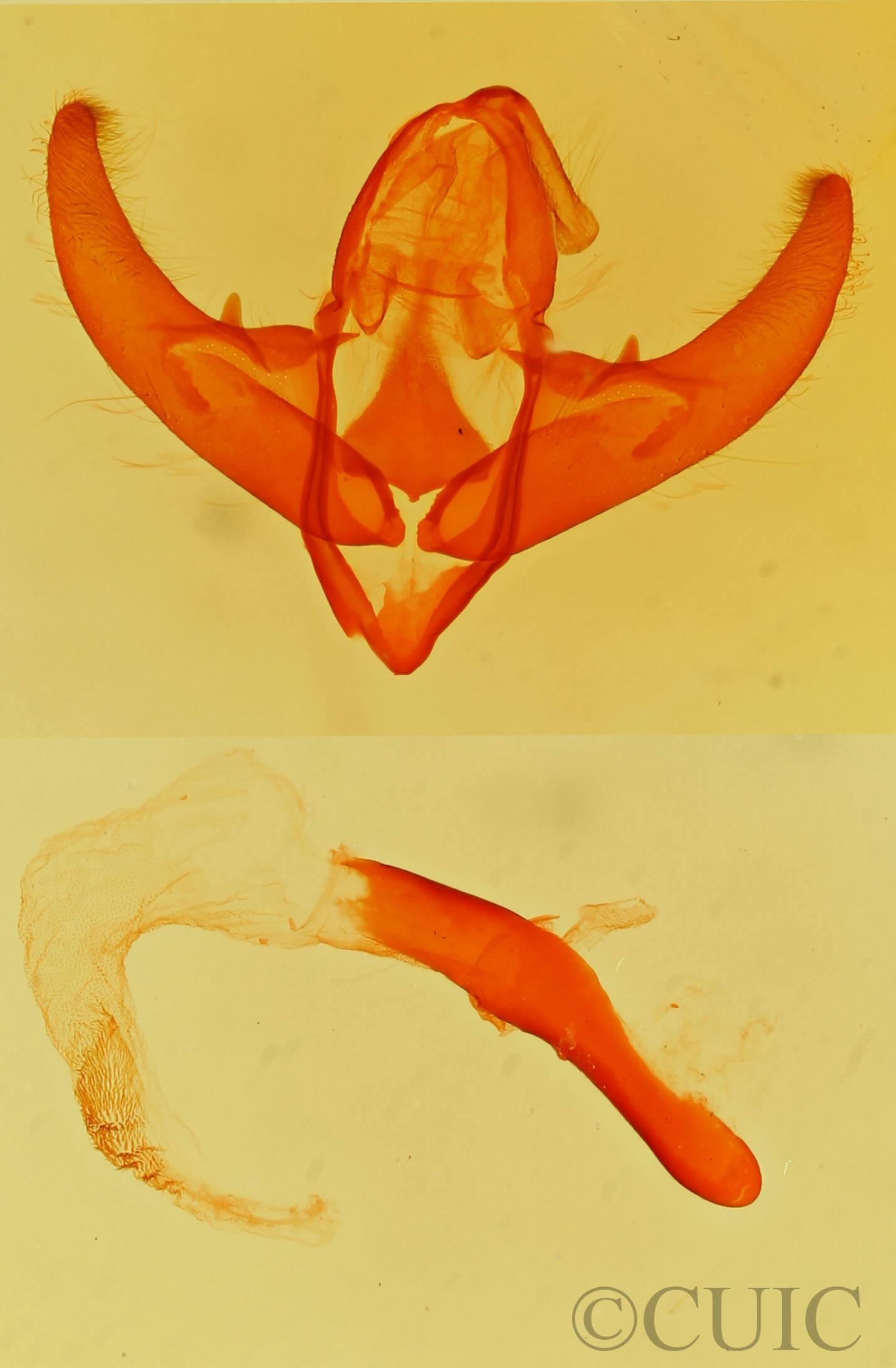 genitalia view of adult Cryphia olivacea ?