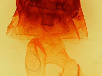 genitalia view of adult Hyppa contrasta