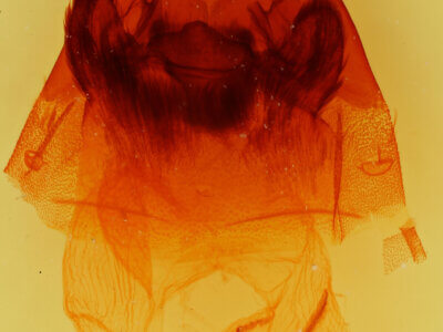 genitalia view of adult Hyppa contrasta