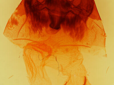 genitalia view of adult Hyppa contrasta