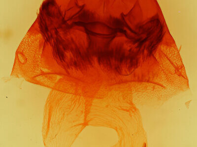 genitalia view of adult Hyppa xylinoides