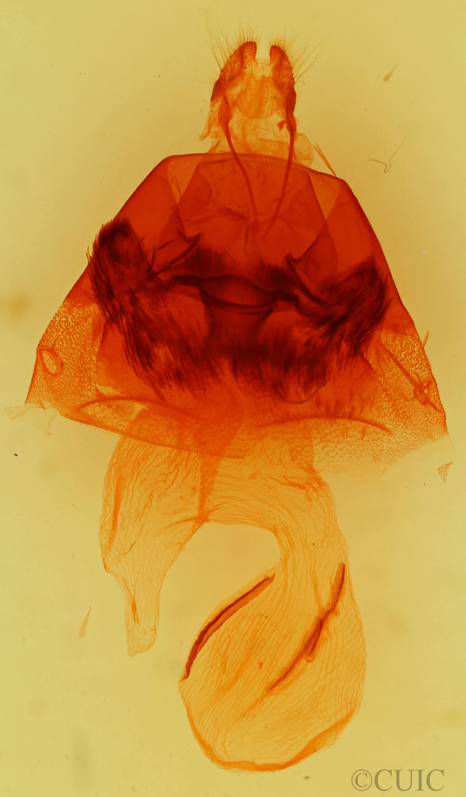 genitalia view of adult Hyppa xylinoides