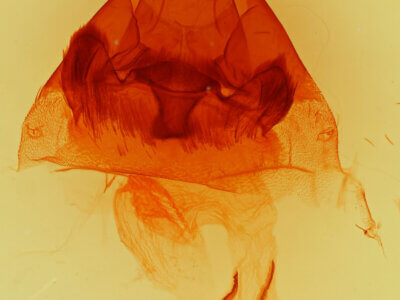 genitalia view of adult Hyppa xylinoides