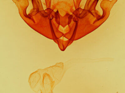 genitalia view of adult Hyppa sp.