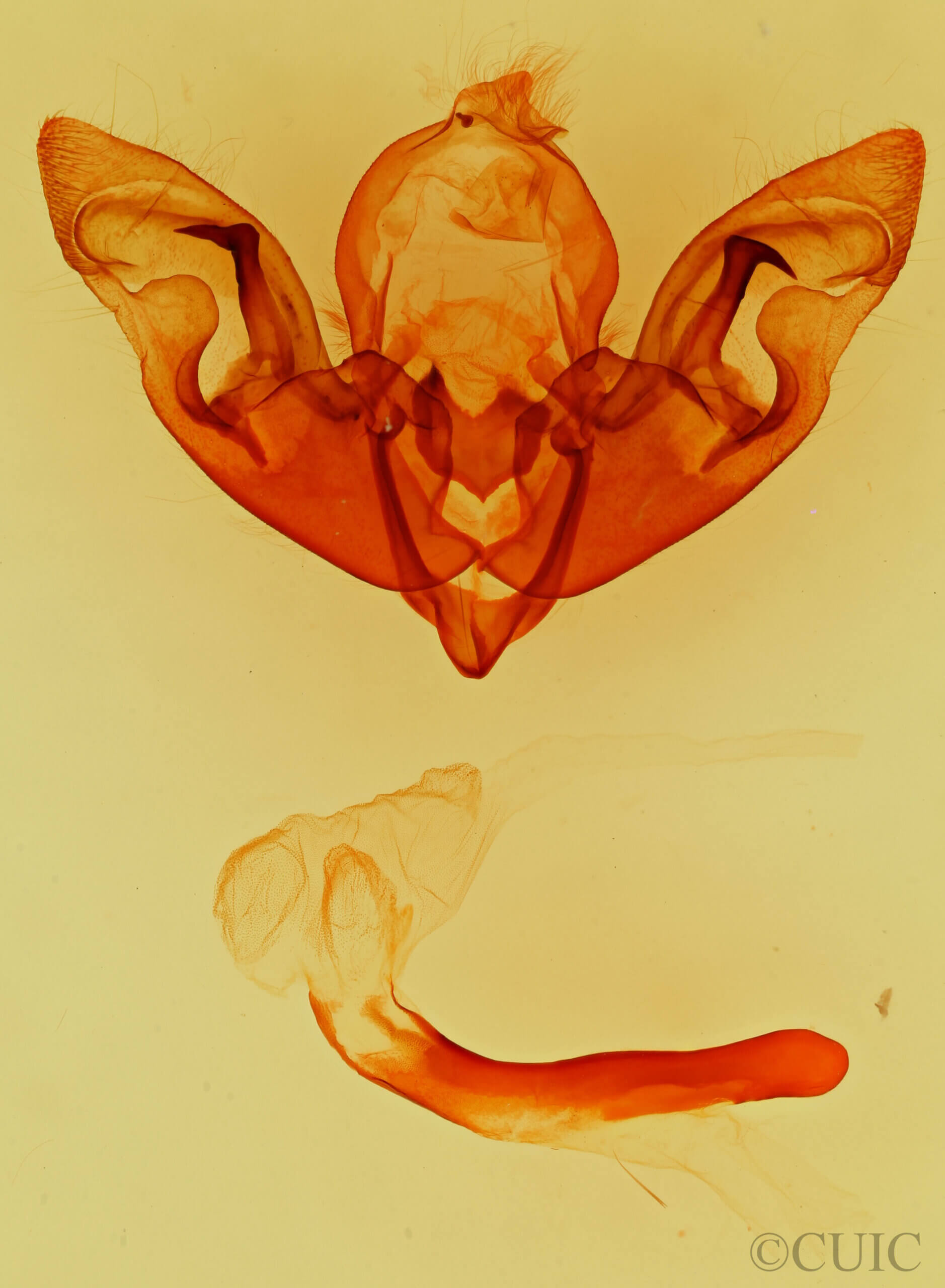 genitalia view of adult Hyppa sp.