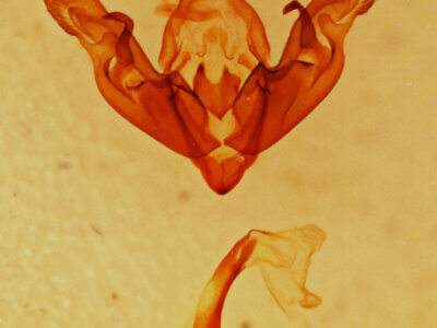 genitalia view of adult Hyppa sp.