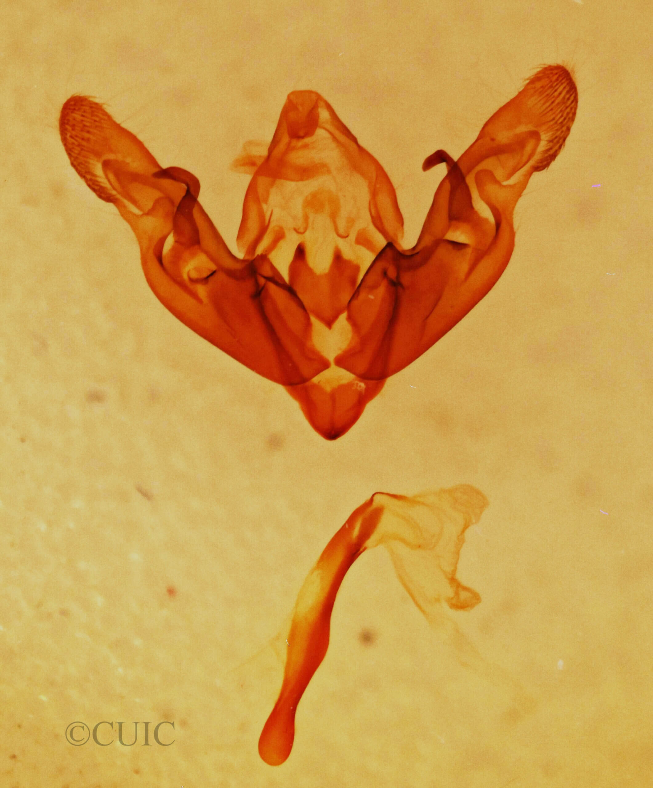 genitalia view of adult Hyppa sp.