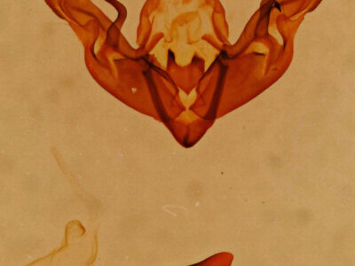 genitalia view of adult Hyppa sp.