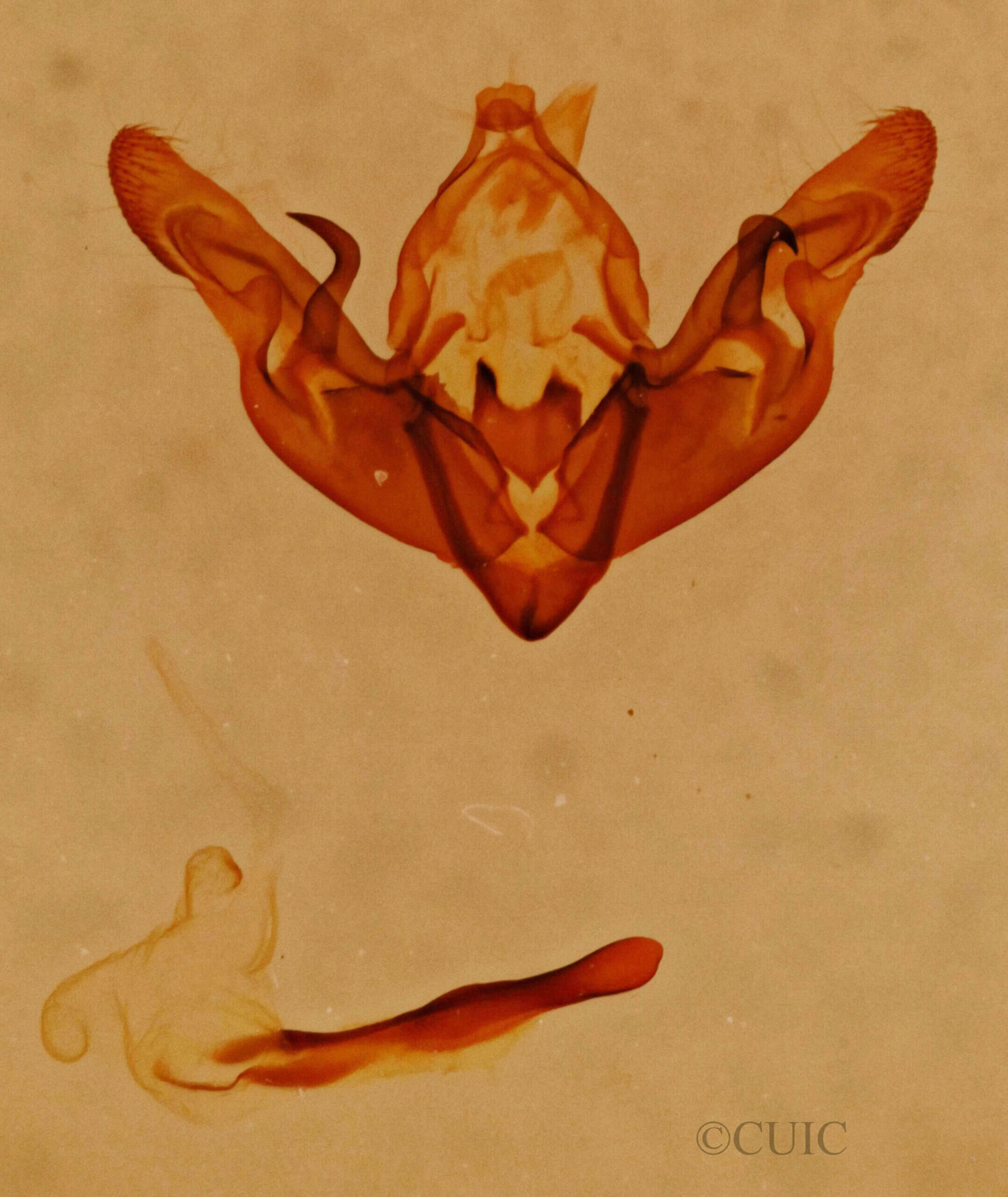 genitalia view of adult Hyppa sp.