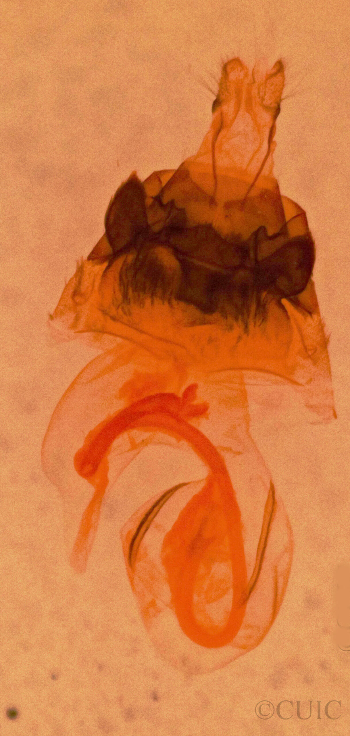 genitalia view of adult Hyppa sp.