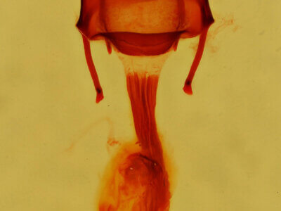 genitalia view of adult Hypocoena sp.