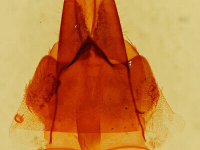 genitalia view of adult Protorthodes sp.