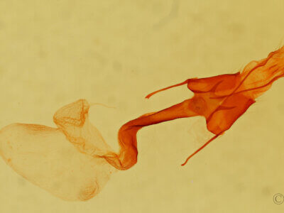 genitalia view of adult Homorthodes sp.