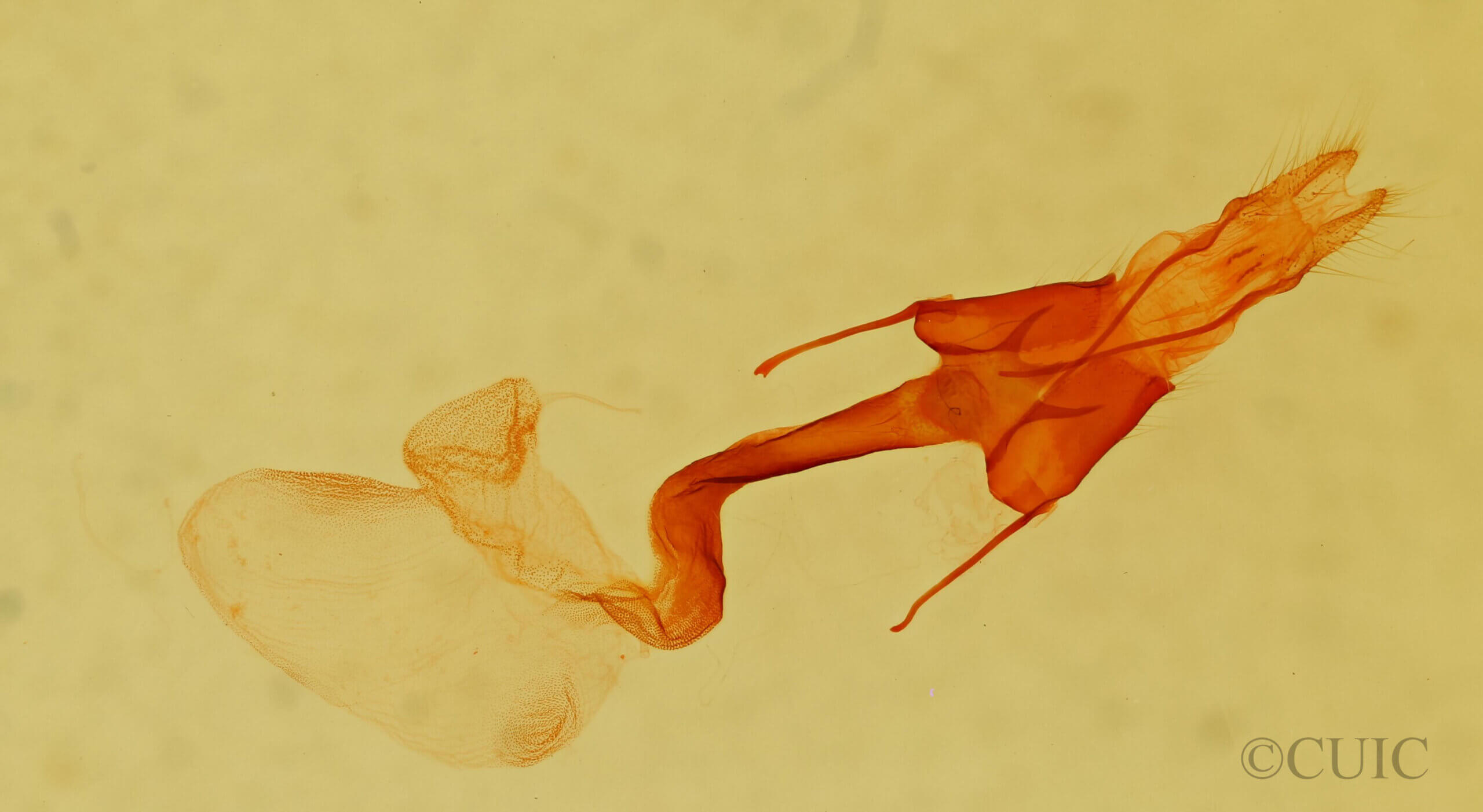 genitalia view of adult Homorthodes sp.