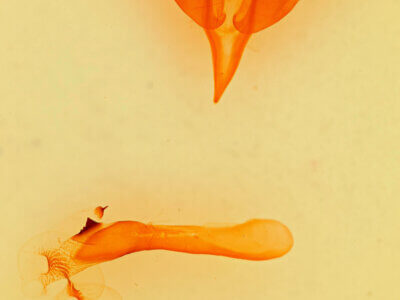 genitalia view of adult Orthosia flaviannula?