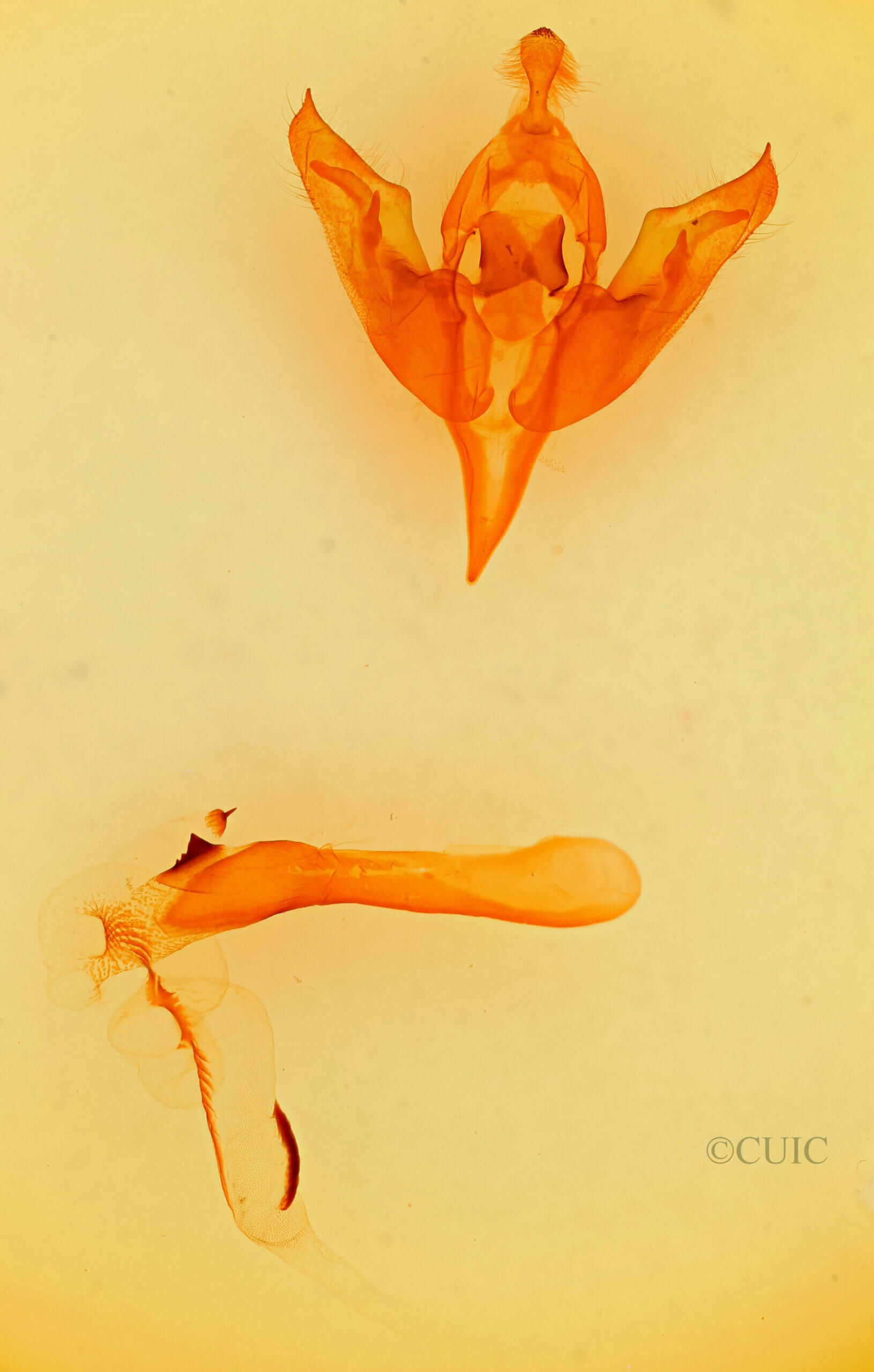 genitalia view of adult Orthosia flaviannula?