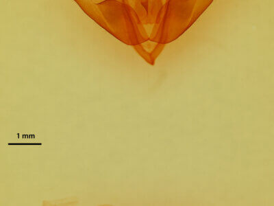 genitalia view of adult Acronicta sp.