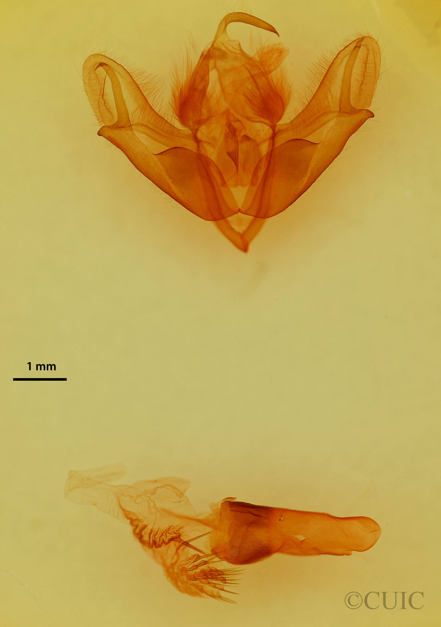 genitalia view of adult Acronicta sp.
