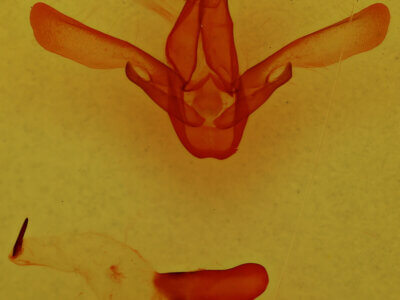 genitalia view of adult Asota caricae