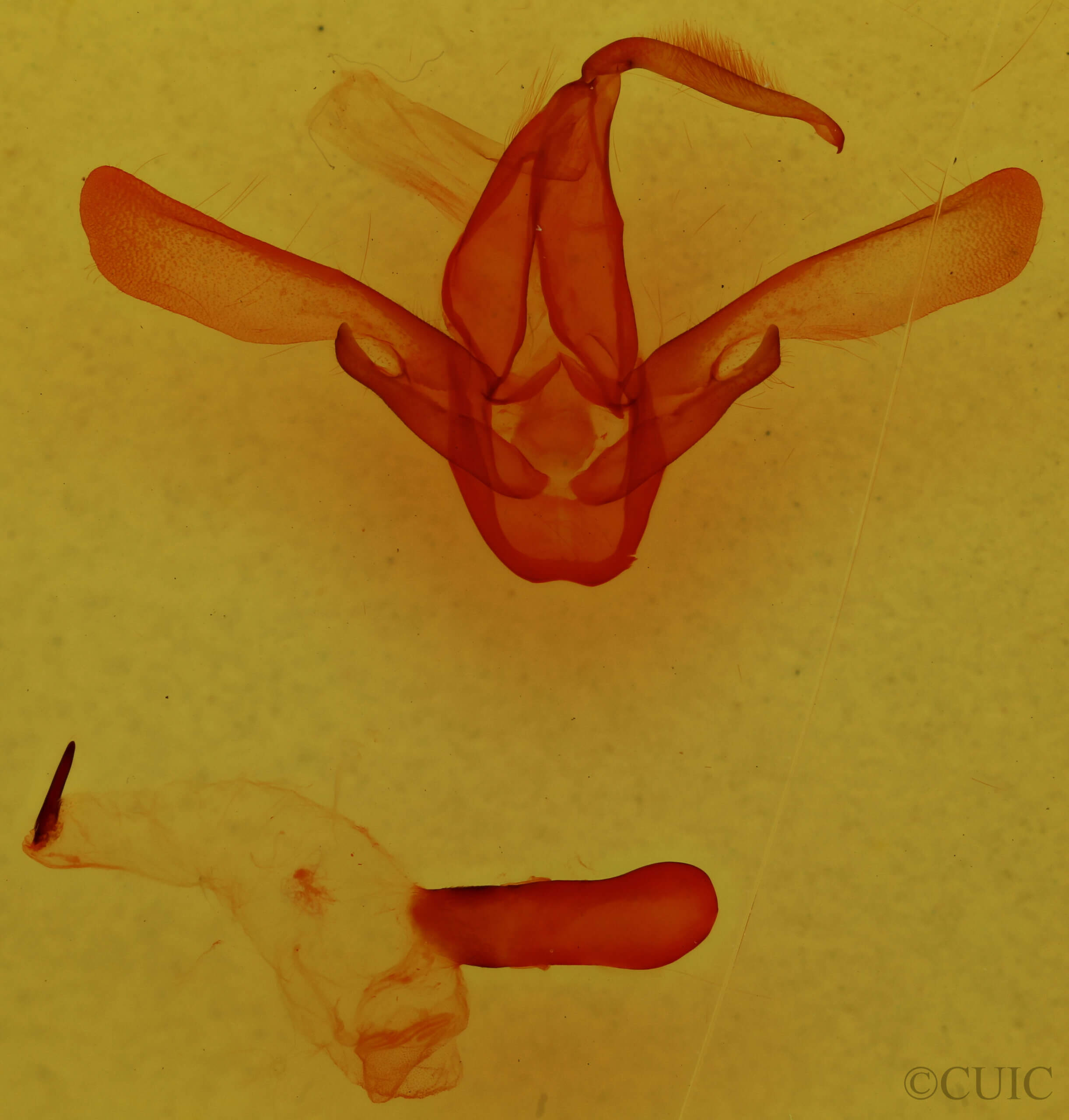 genitalia view of adult Asota caricae