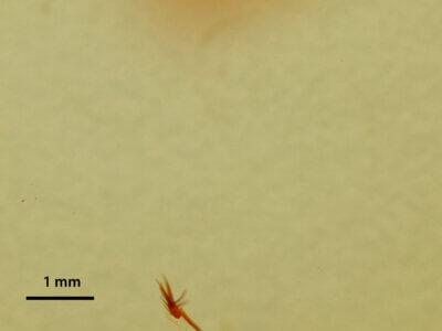 genitalia view of adult Athetis sp.