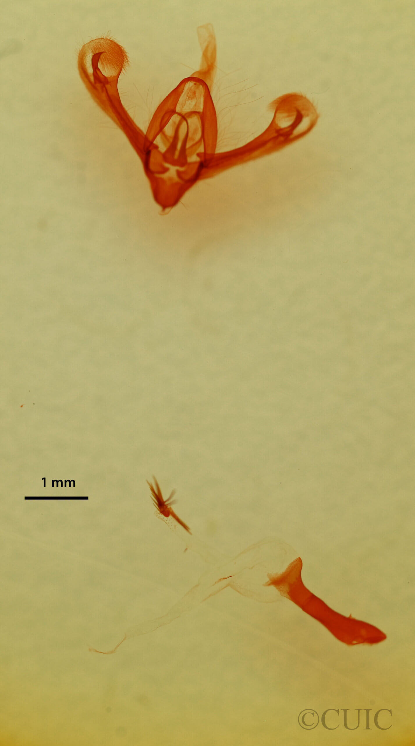 genitalia view of adult Athetis sp.