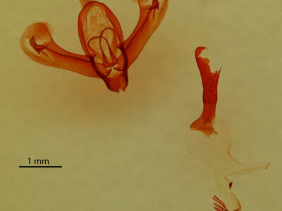 genitalia view of adult Athetis sp.