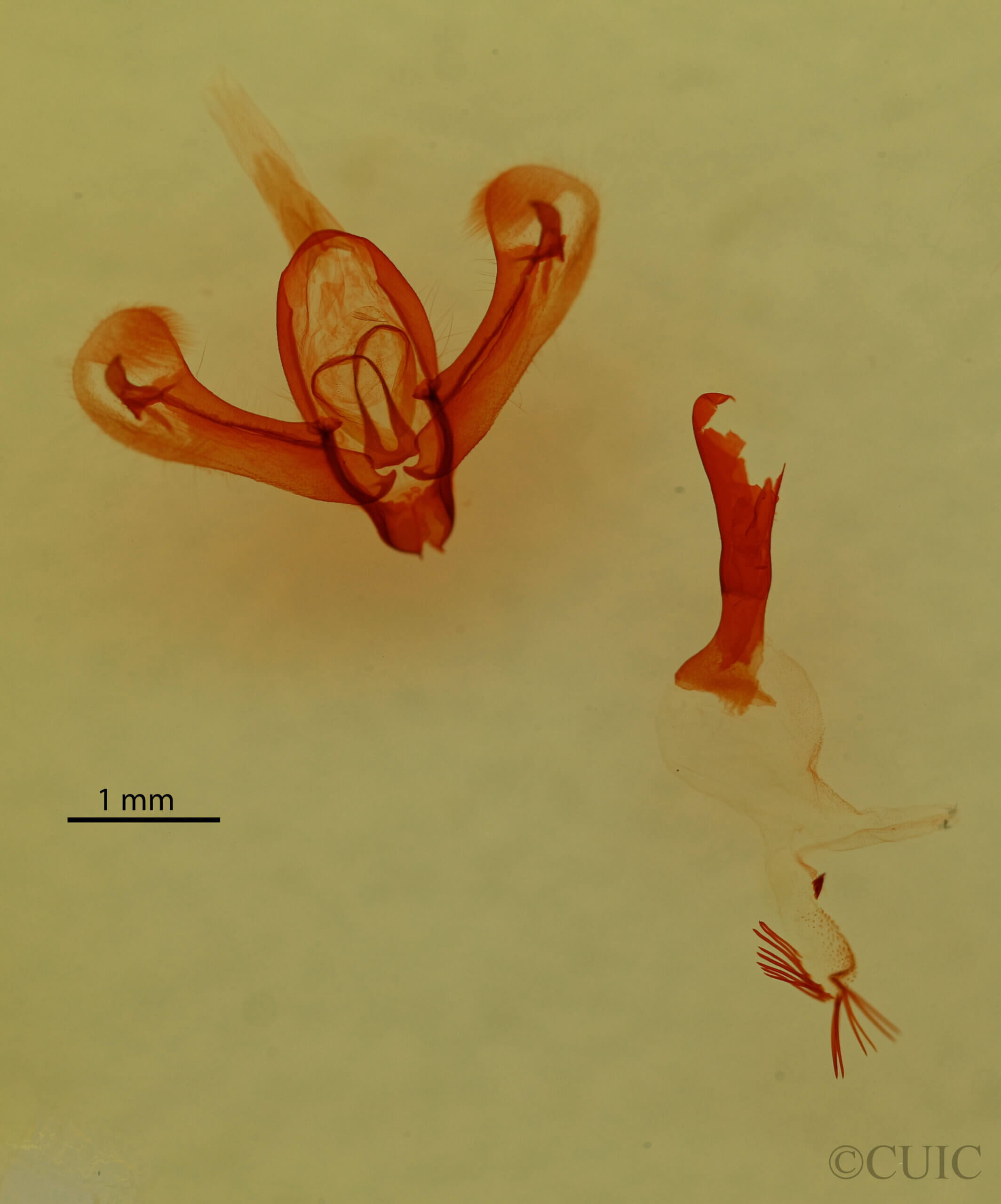 genitalia view of adult Athetis sp.