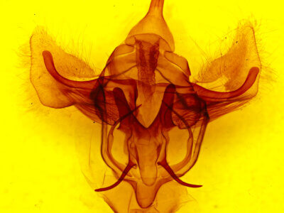 genitalia view of adult Bedosia sp.