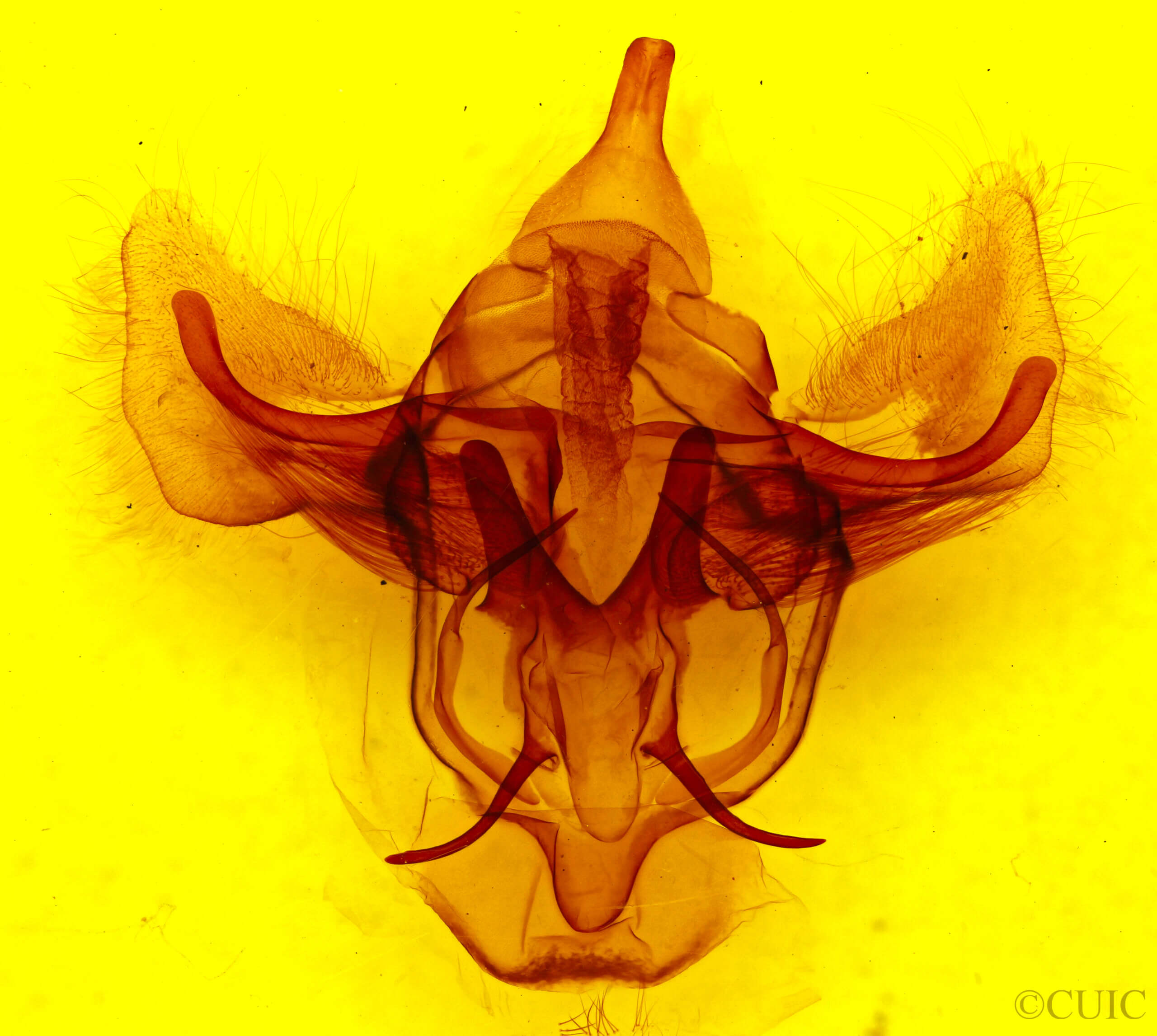 genitalia view of adult Bedosia sp.