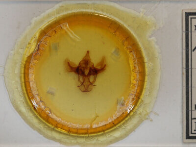 slide view of adult Bedosia sp.