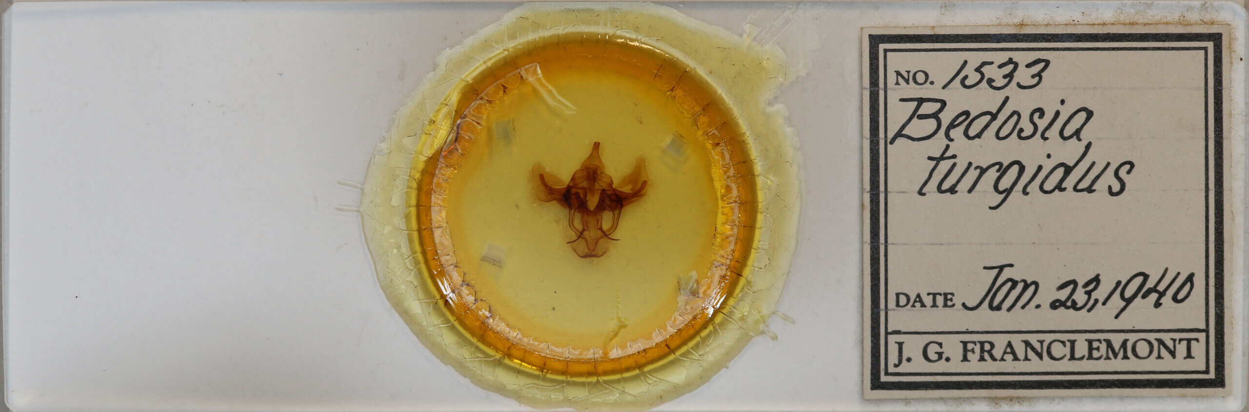 slide view of adult Bedosia sp.