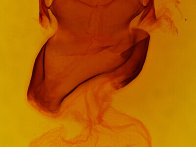 genitalia view of adult Charadra sp.