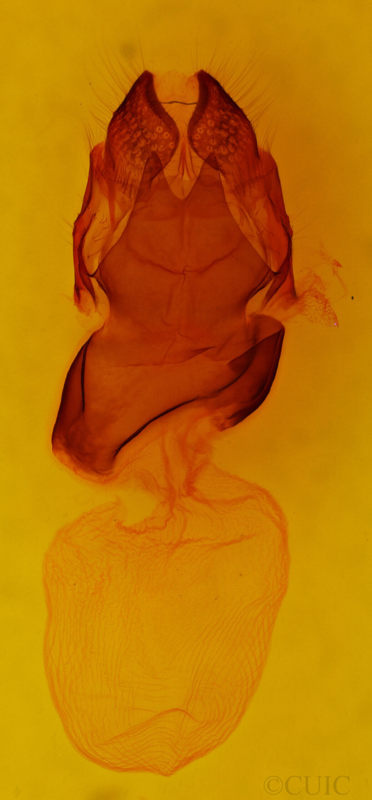 genitalia view of adult Charadra sp.