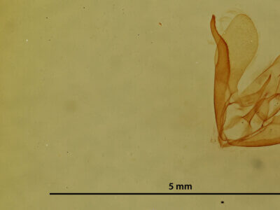 genitalia view of adult Crambidia sp.