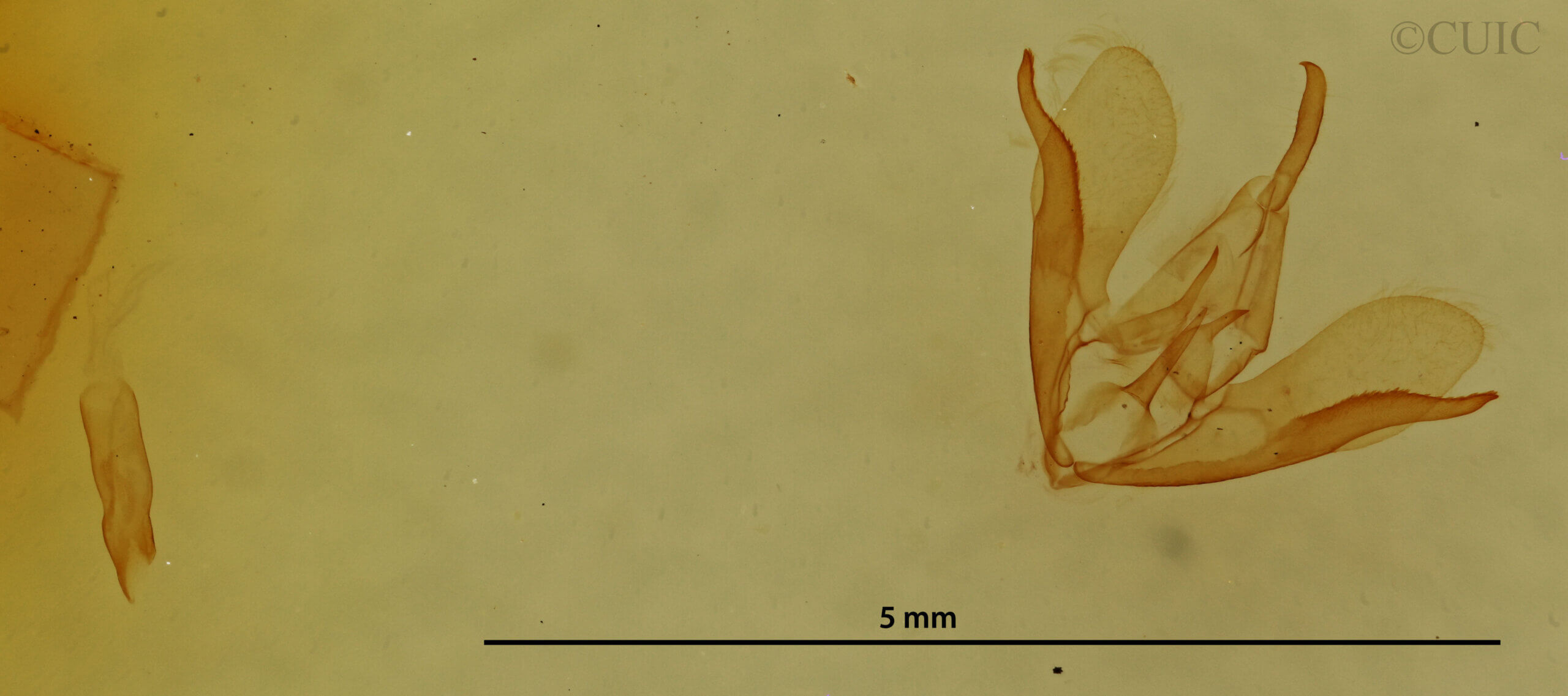 genitalia view of adult Crambidia sp.