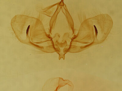 genitalia view of adult Cropia sp.