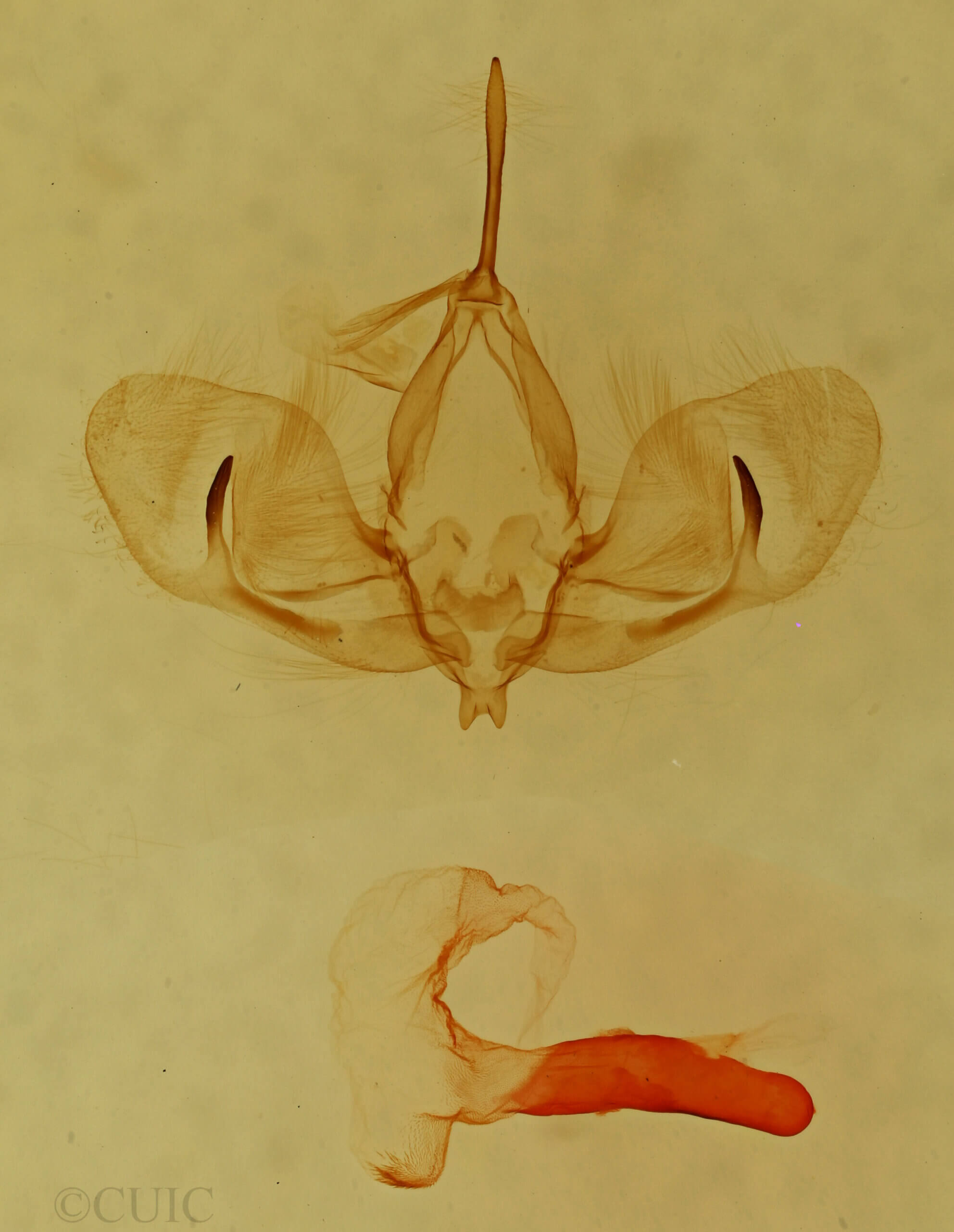 genitalia view of adult Cropia sp.