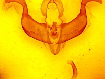 genitalia view of adult Desmoloma styracis