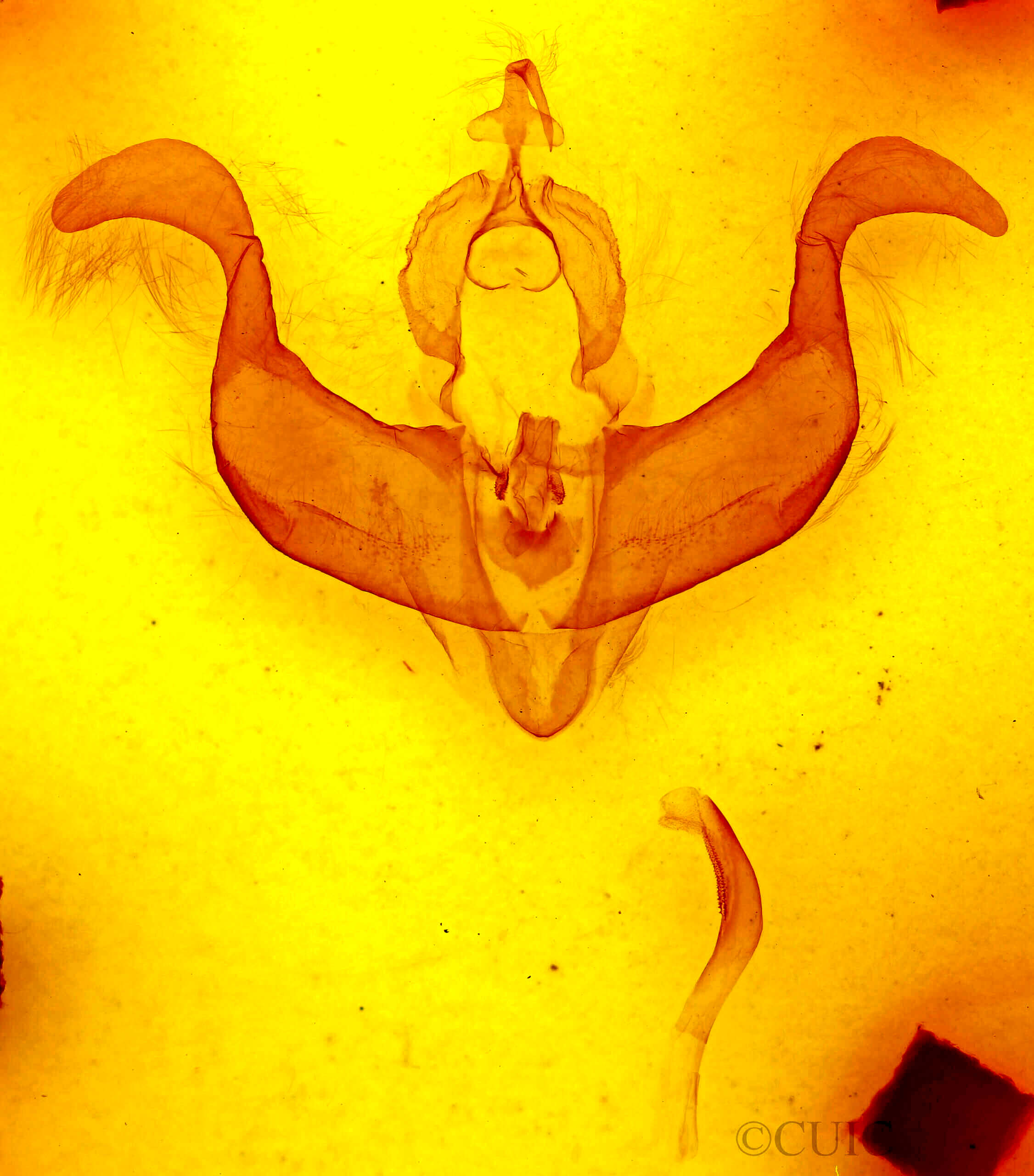 genitalia view of adult Desmoloma styracis