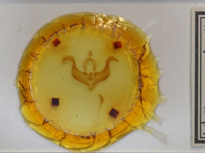 slide view of adult Desmoloma styracis