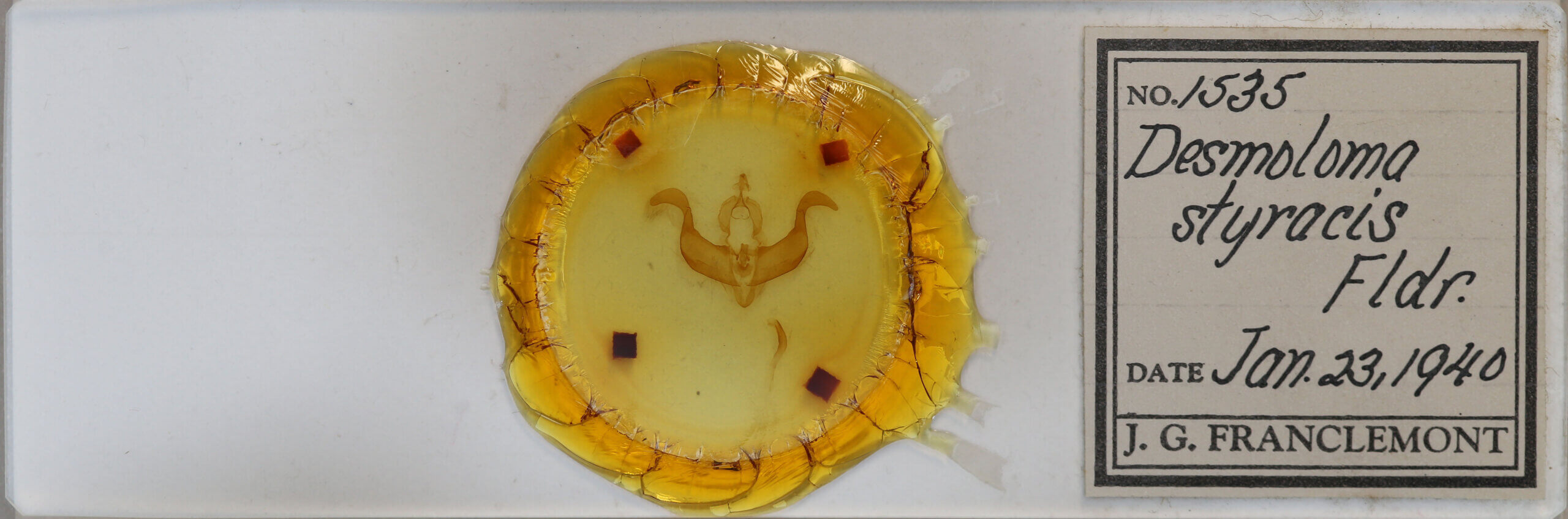 slide view of adult Desmoloma styracis