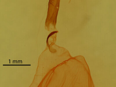 genitalia view of adult Dypterygia patina