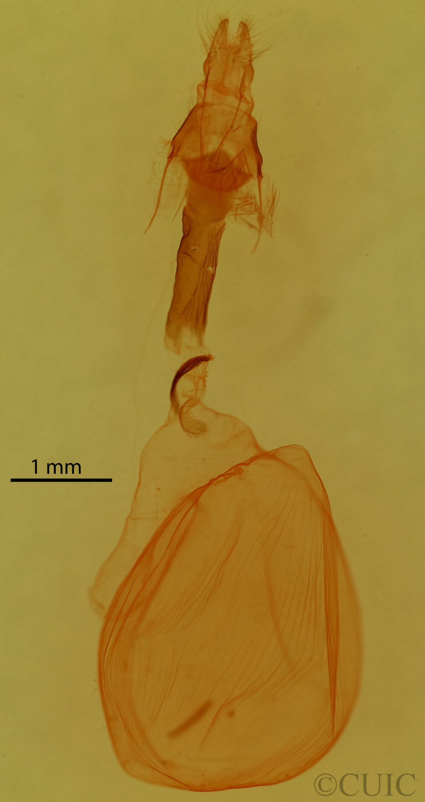 genitalia view of adult Dypterygia patina