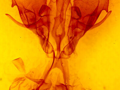 genitalia view of adult Druentia sp.