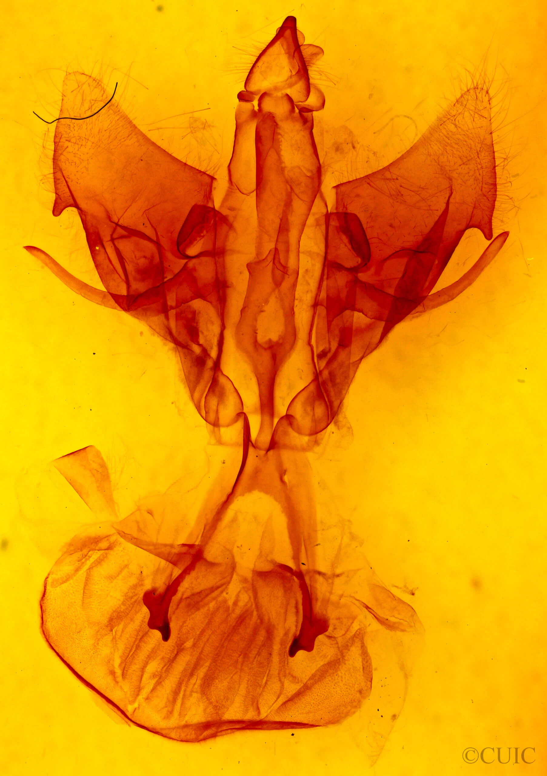 genitalia view of adult Druentia sp.