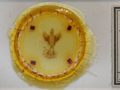 slide view of adult Druentia sp.