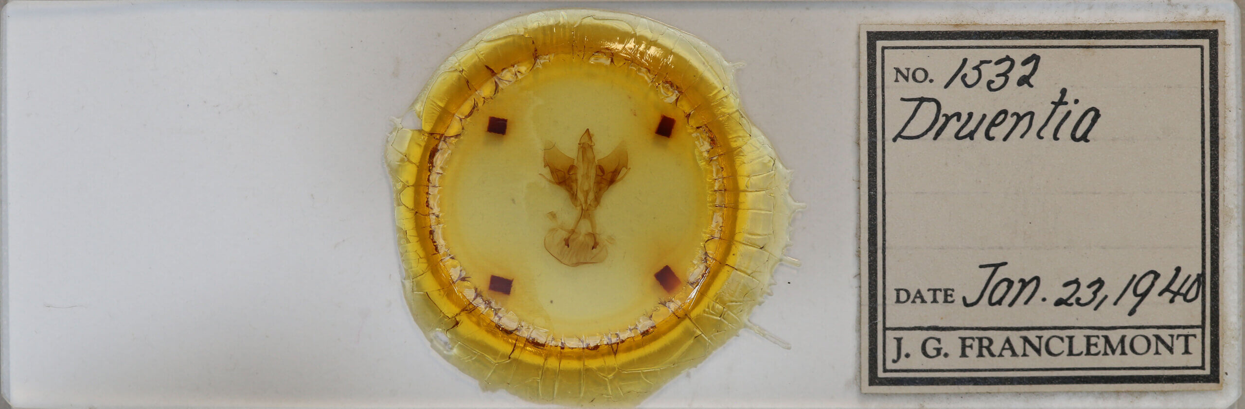 slide view of adult Druentia sp.